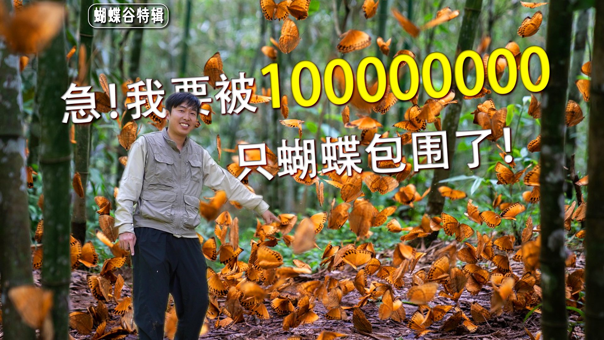 紧急插播！前往云南红河蝴蝶谷蝴蝶大爆发！