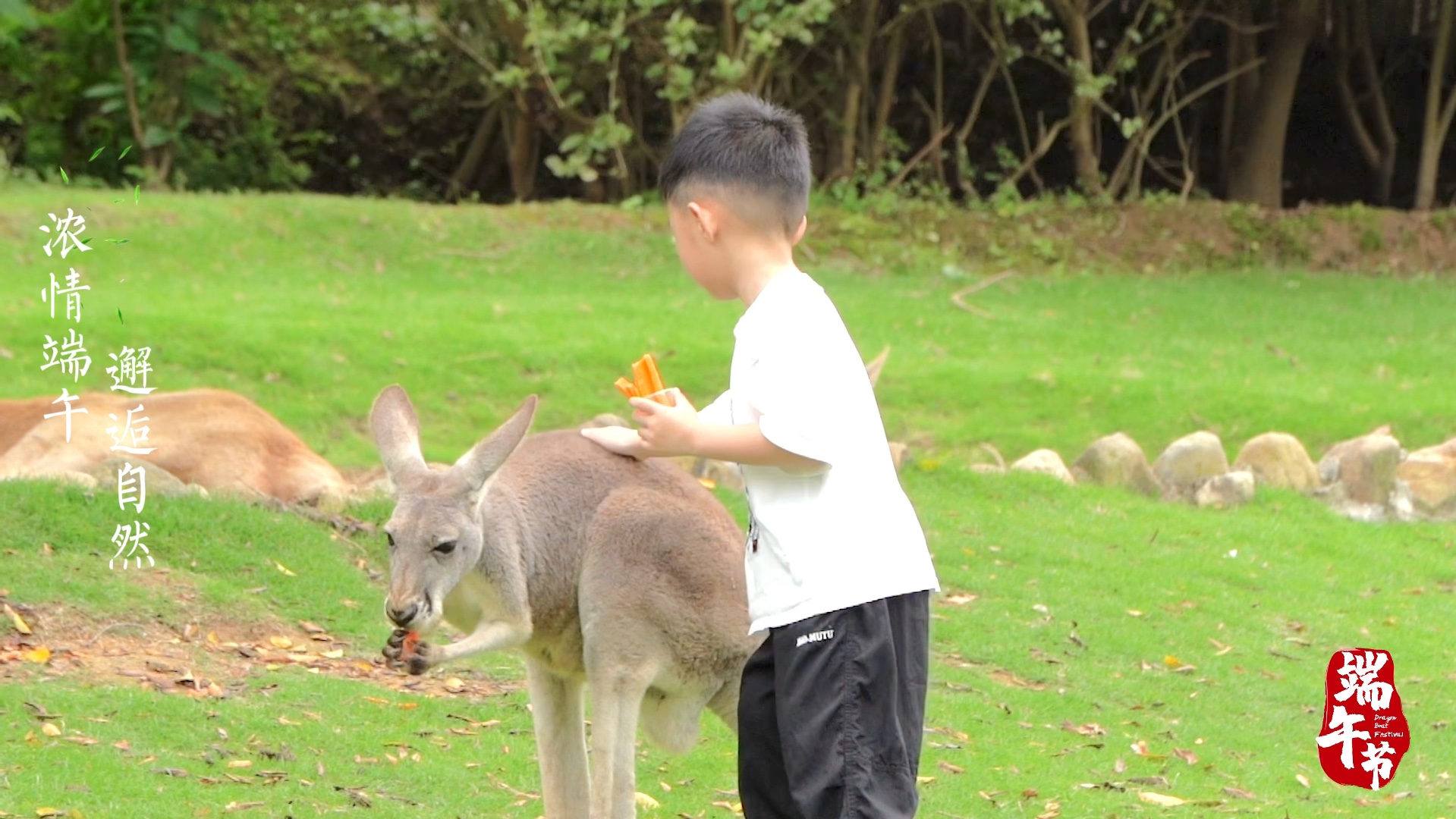 浓情端午，邂逅自然！与袋鼠共舞！