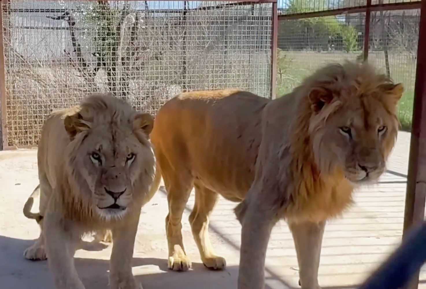 “园长进笼我唯唯诺诺，大门一关我重拳出击！”