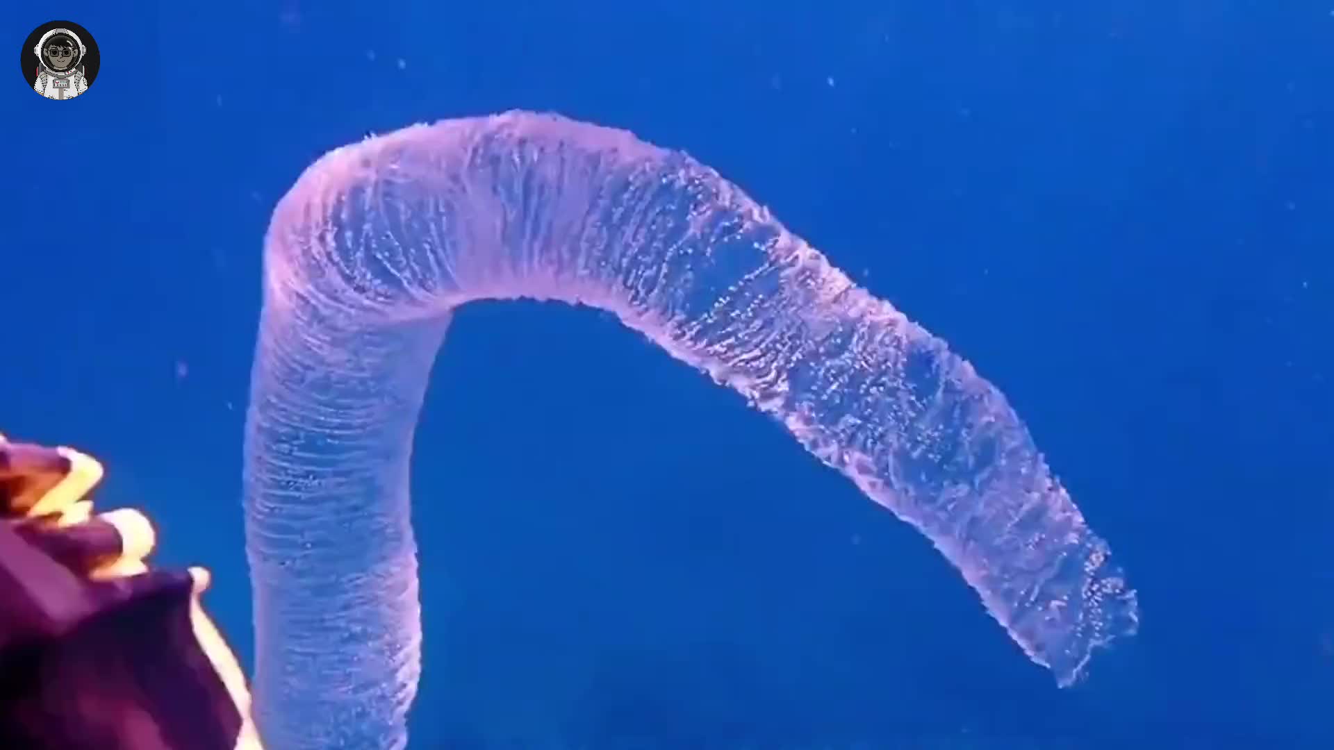 162. 如果你在海边游泳时看到这个东西，千万不要钻进去