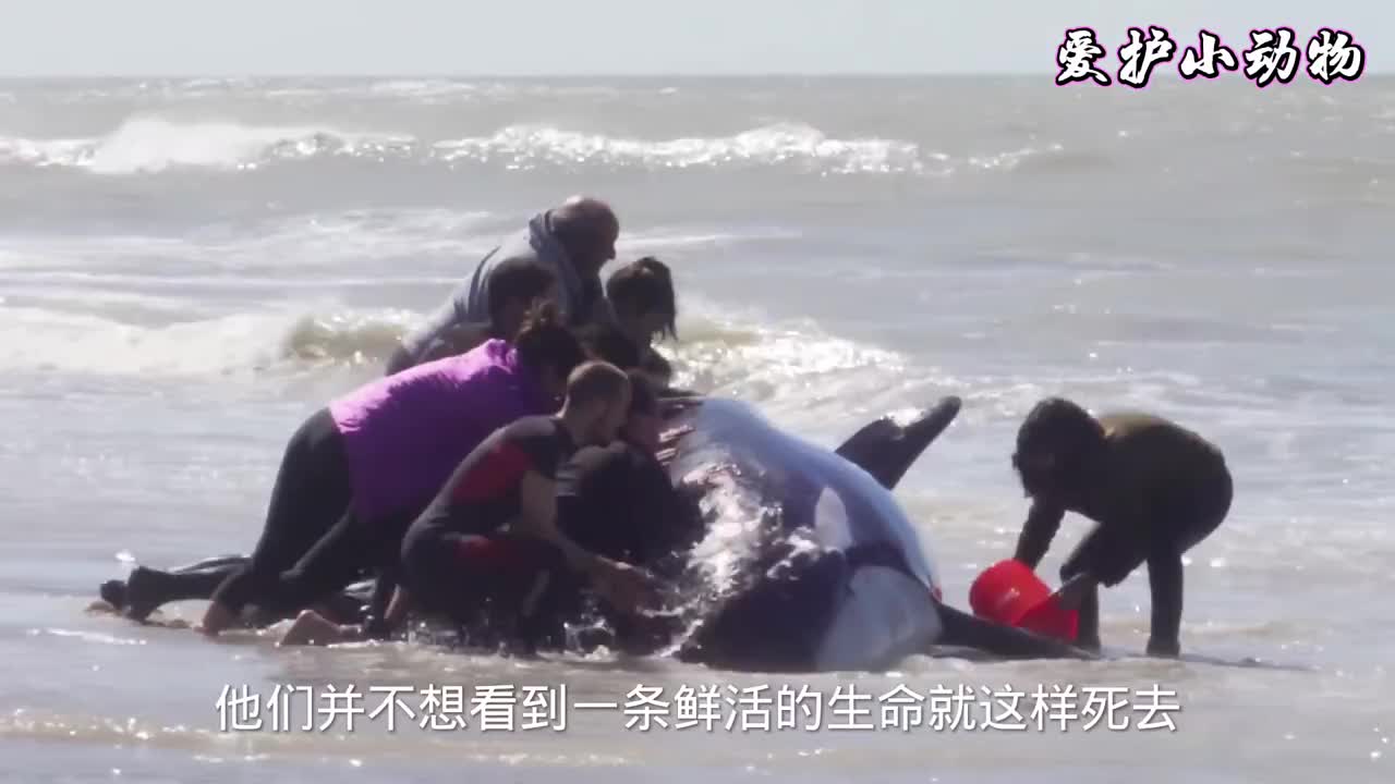 虎鲸搁浅在沙滩上，一群可爱的人们合力把虎鲸拖入大海，最终得救，这才是人与动物和谐相处该有的样子