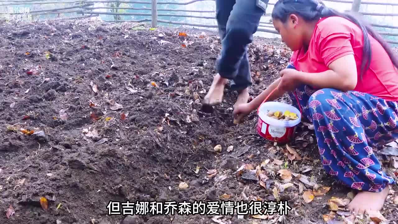 乔森为吉娜采摘山珍，给吉娜做咖喱洋芋菌子汤，还把家门前的地全部种下了土豆！