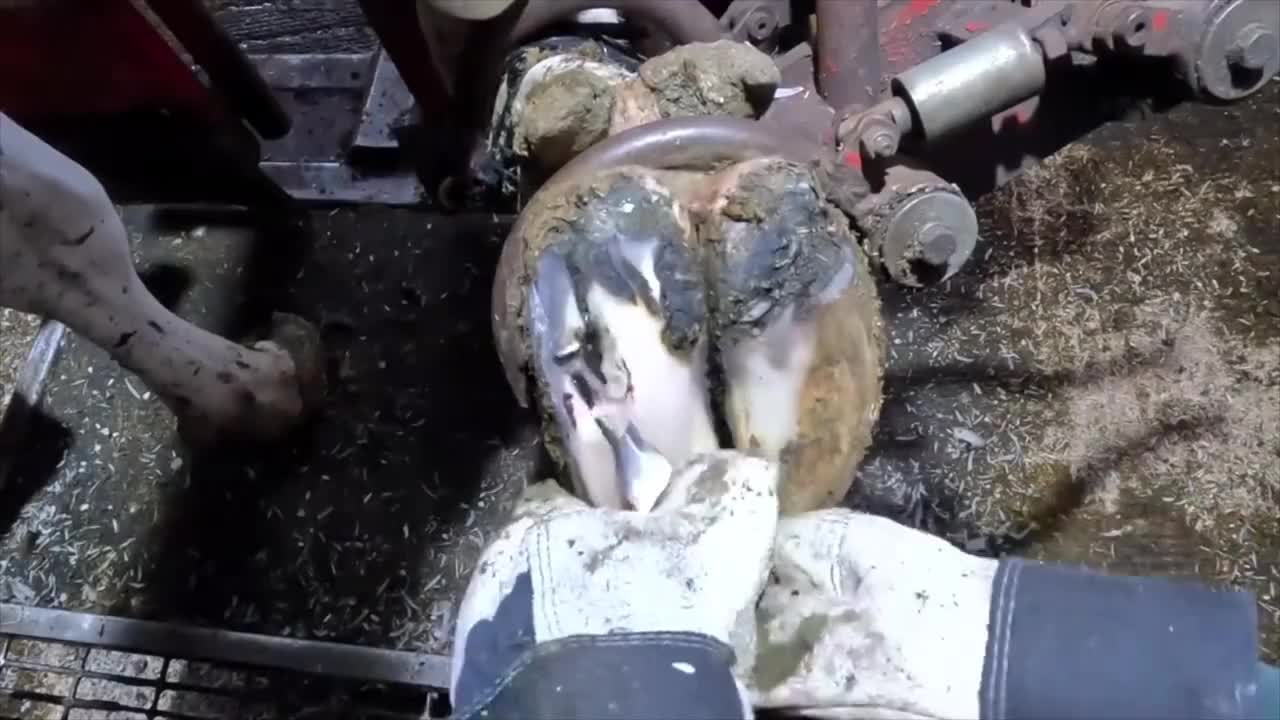 极度舒适的牛蹄清理，让你看了还想看