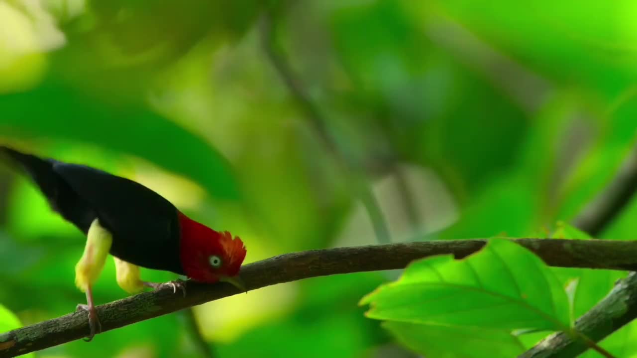 侏儒鸟 为了找对象舞步一个比一个销魂