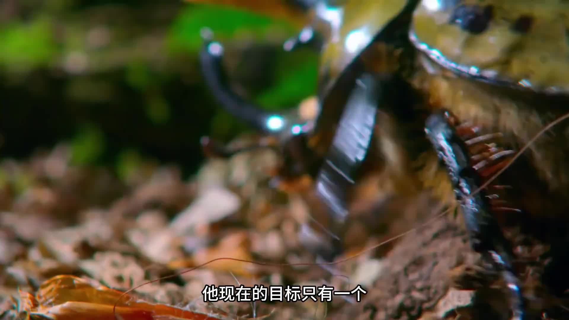 橡子里的蚂蚁，每天都坐“过山车”！