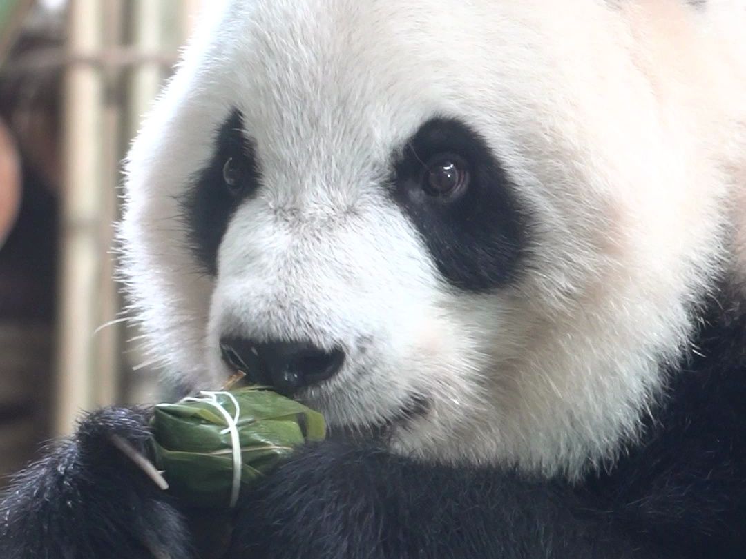 呀！今天的叶叶还怪甜的嘞~