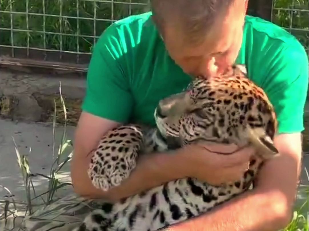 握着我的豹枕～