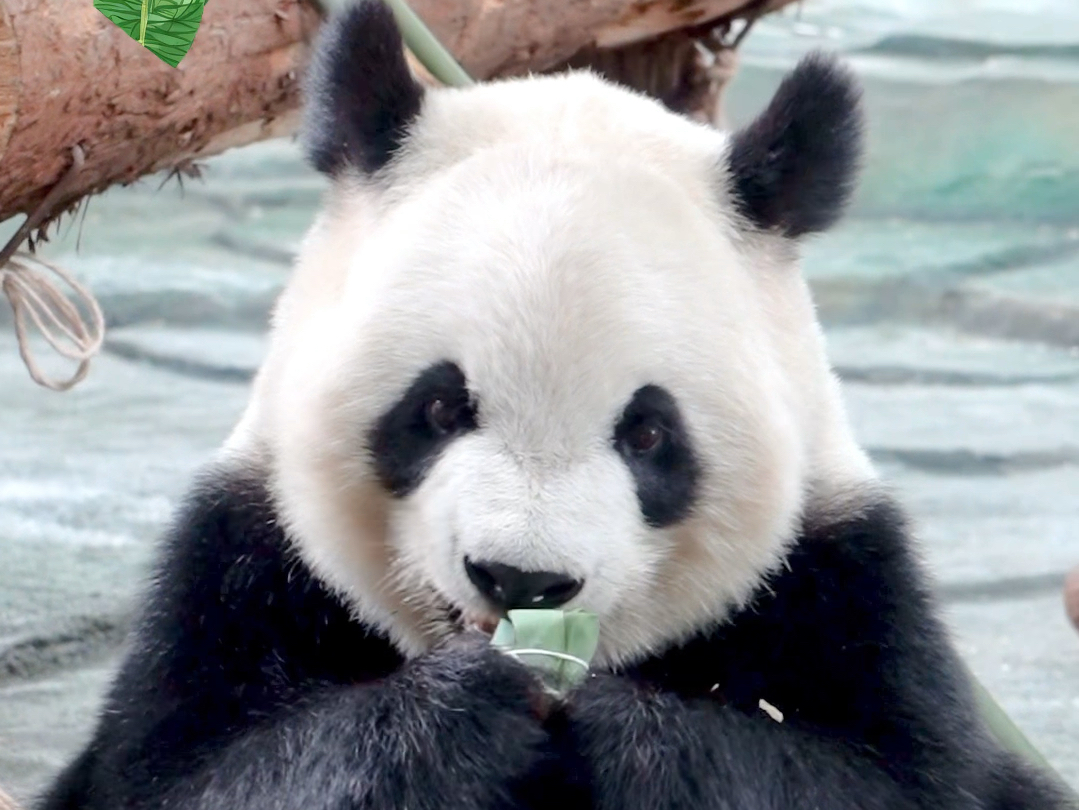 吃个苹果馅的粽子，祝大家端午安康！