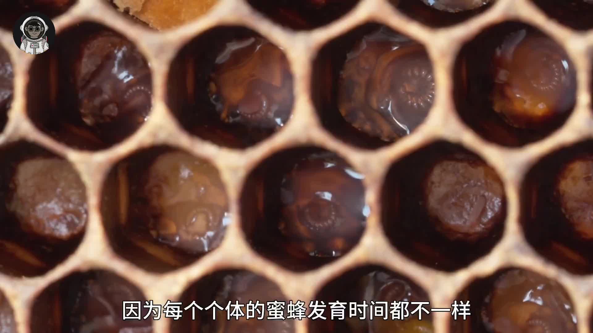 169. 从出生到死亡，蜜蜂短暂的一生都经历了些什么？