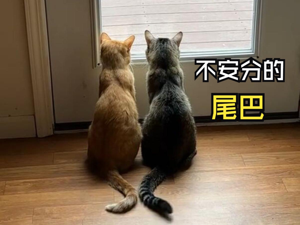 那些可爱爱的动物视频！