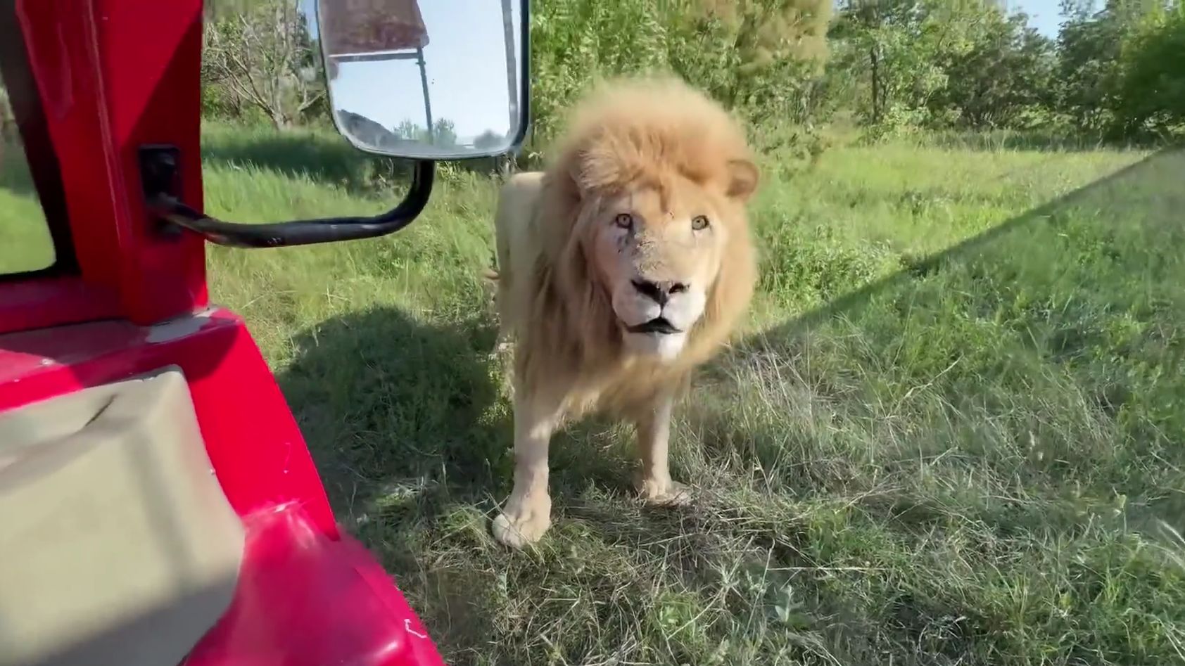 白狮子：明明是我先来的……