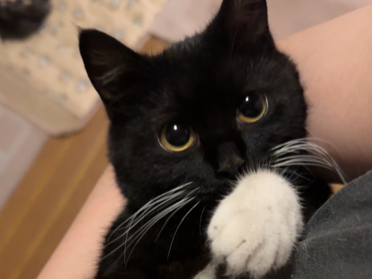 我的小猫也太会撒娇了吧