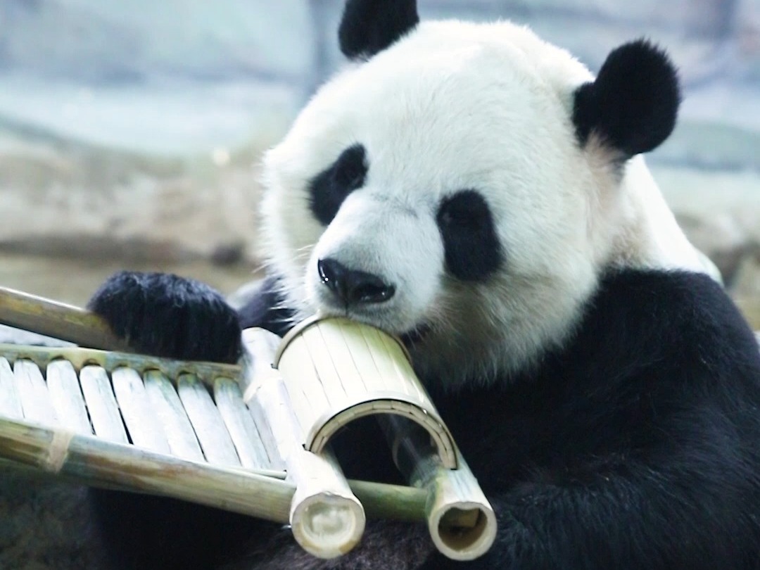 商家：万万没想到我的客户居然是大熊猫