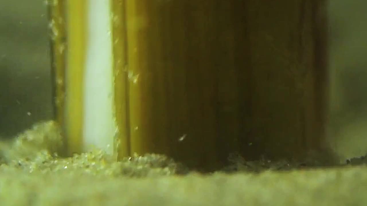 钻沙是它们的强项，想要活得久就得学会隐藏