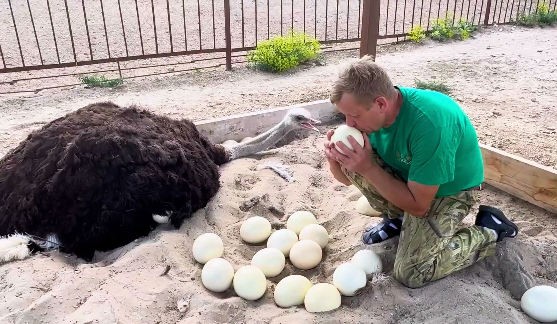 我帮鸵鸟爸爸筛选鸟蛋，它会同意吗
