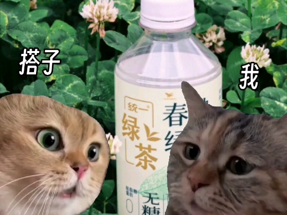 春拂绿茶，平替茶的微发酵绿茶