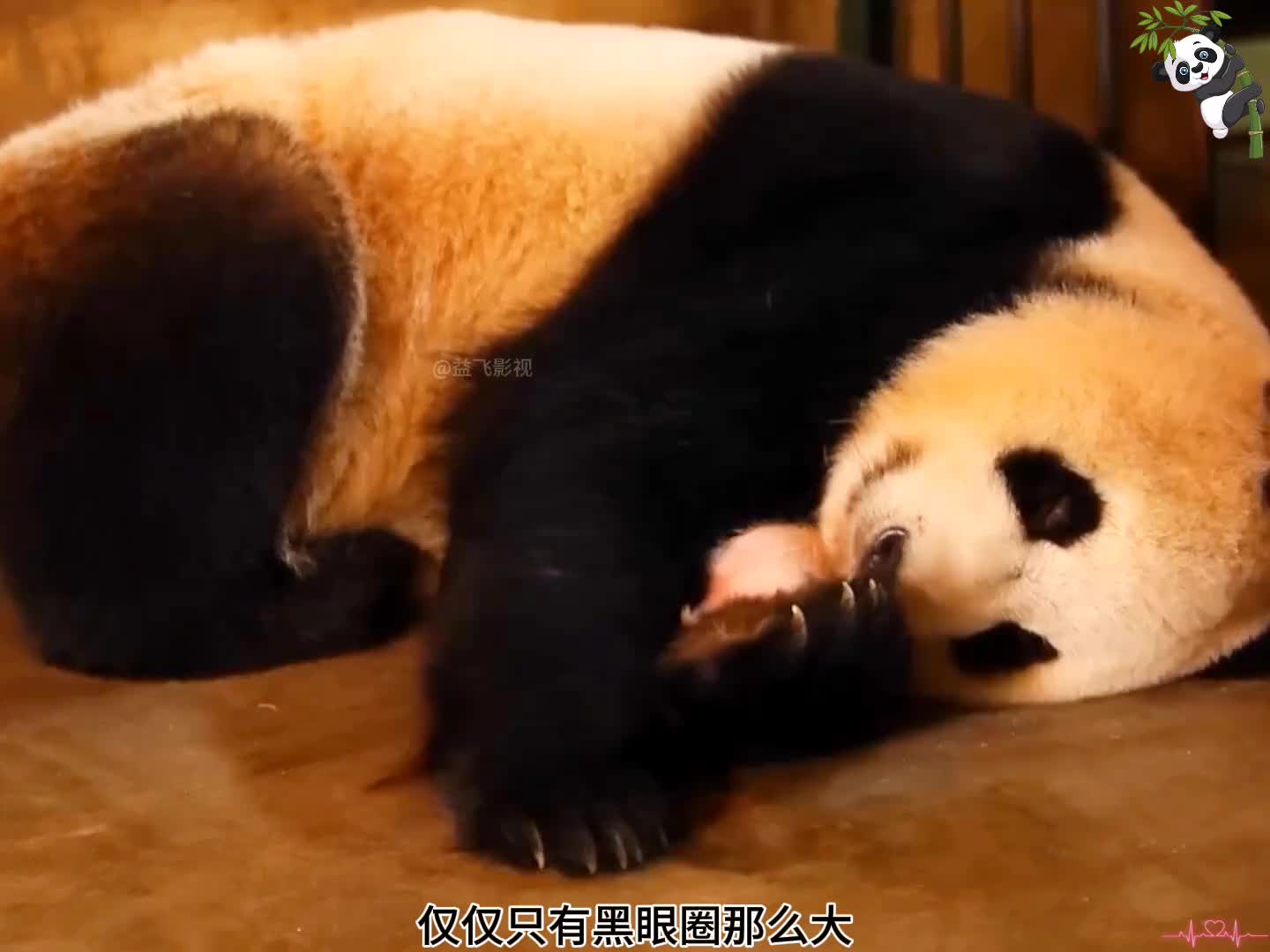 大熊猫生熊宝宝