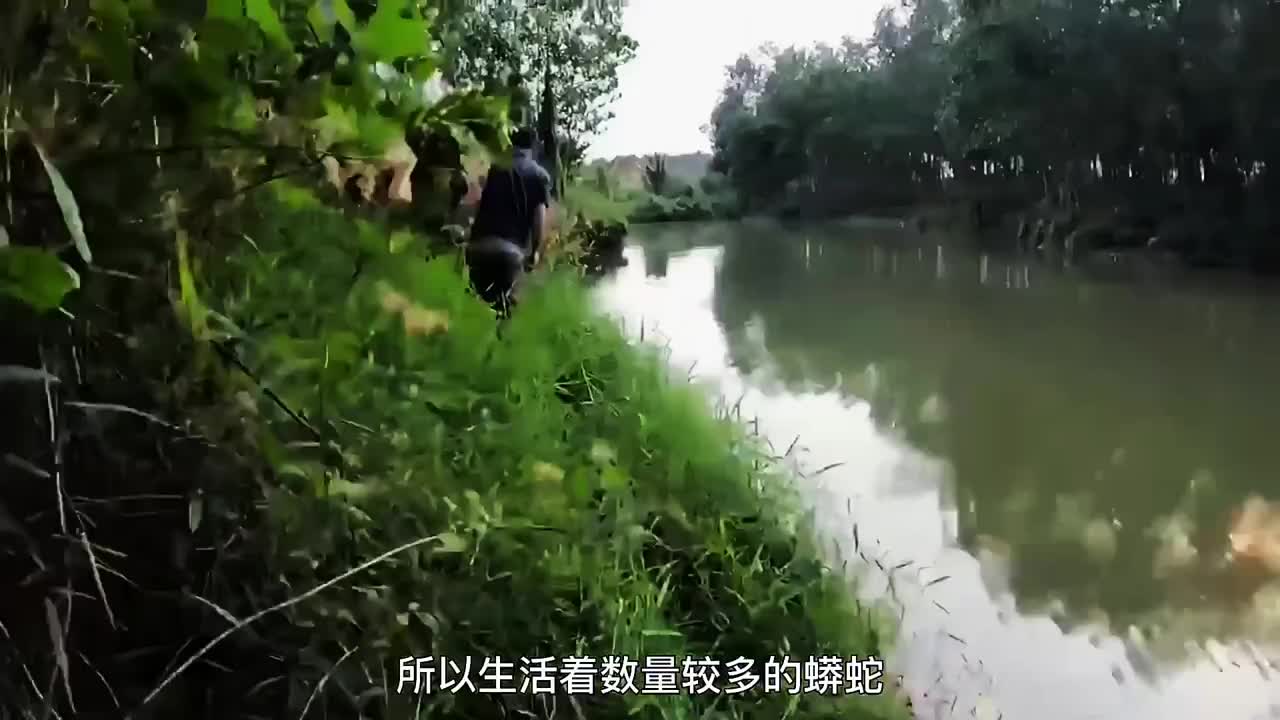 巨蟒在池塘里袭击印尼小哥，结果却被反杀，送上人类餐桌