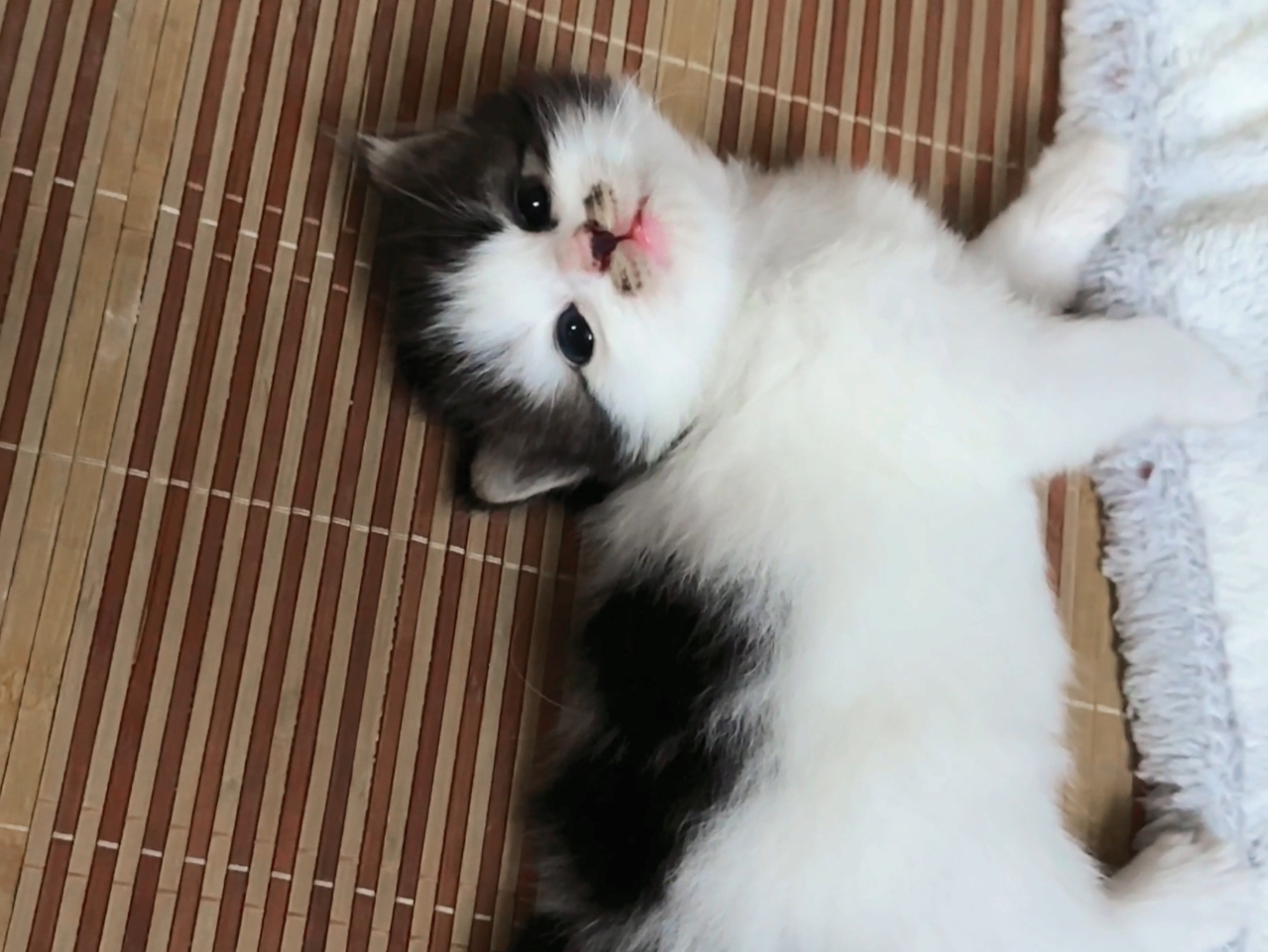 谁会不喜欢摸小猫啊！！！