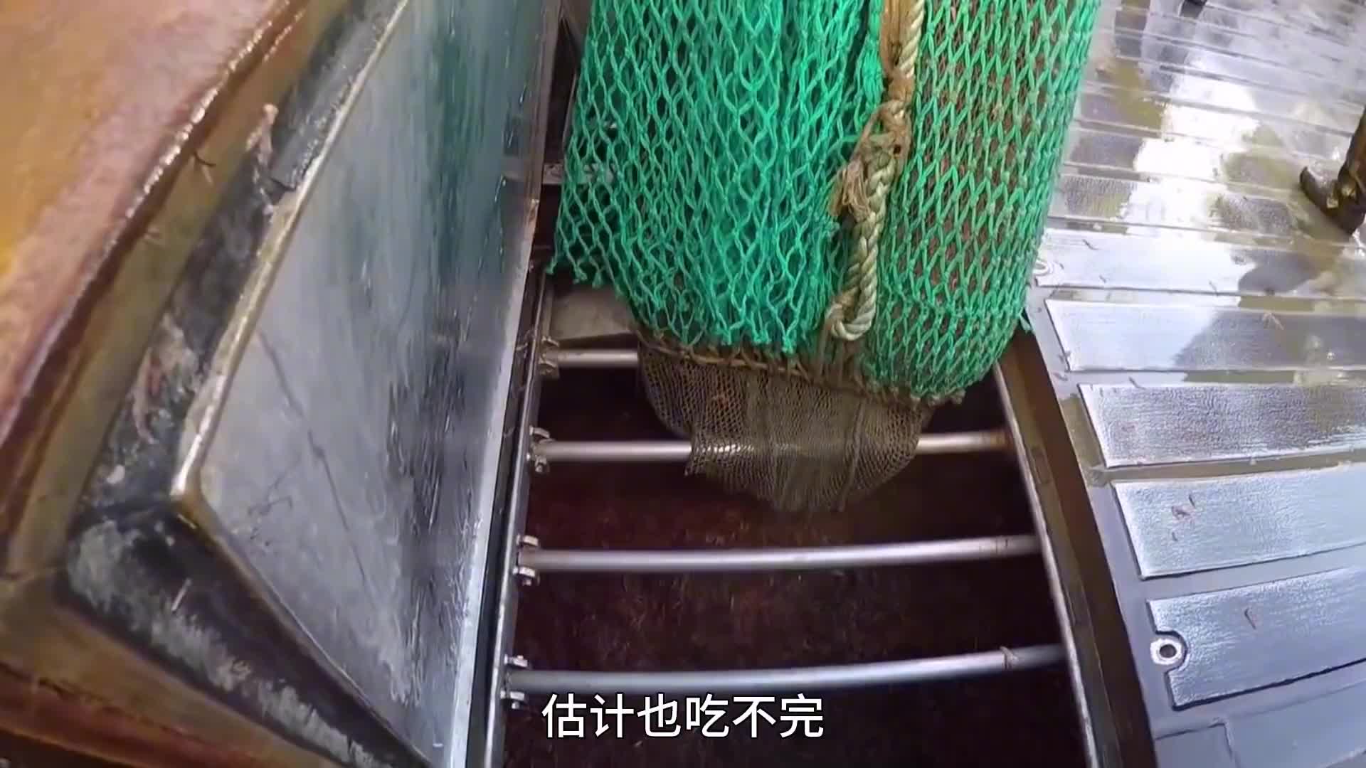 172. 有着未来粮仓之称的南极磷虾，就算全世界的人一起吃也吃不完。