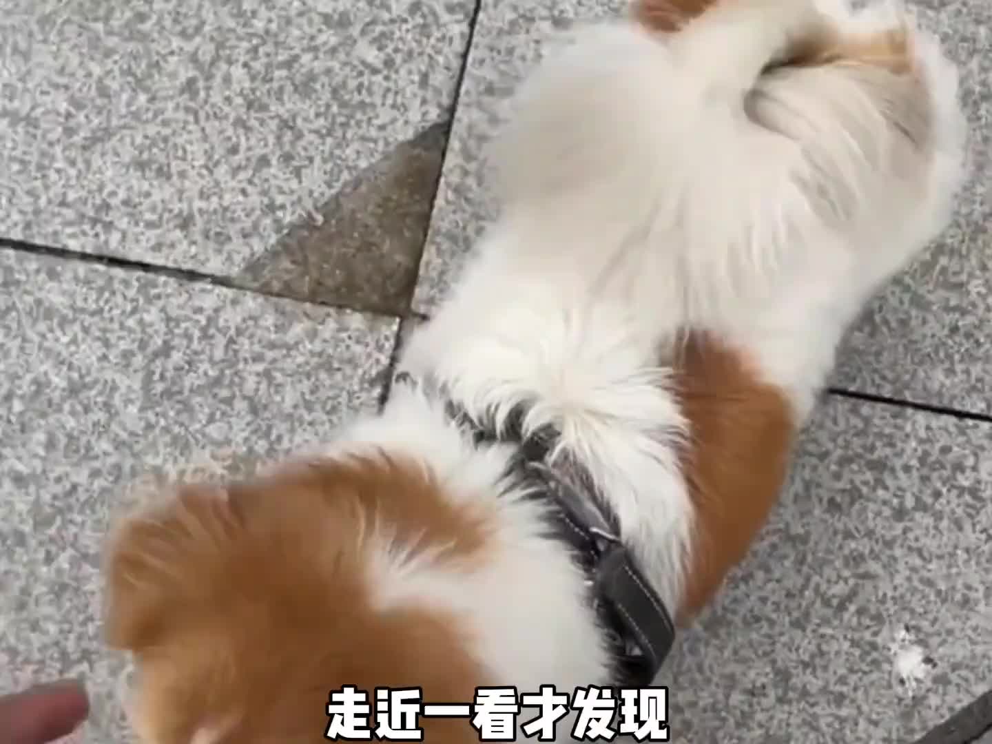 这是一只感动无数人的狗狗的故事……