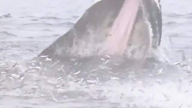 给鲸鱼清理藤壶