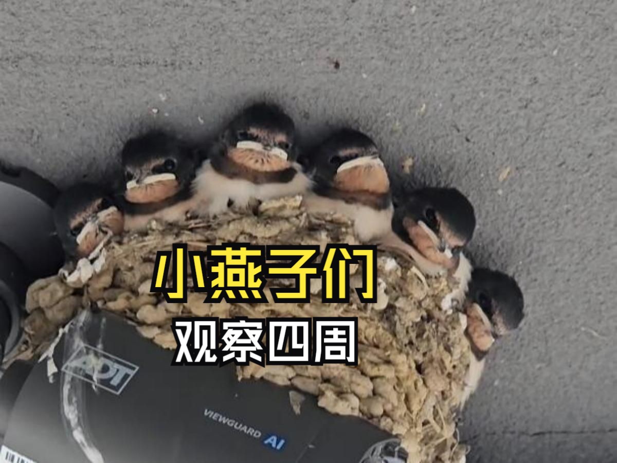 那些让人心情愉悦的动物视频！