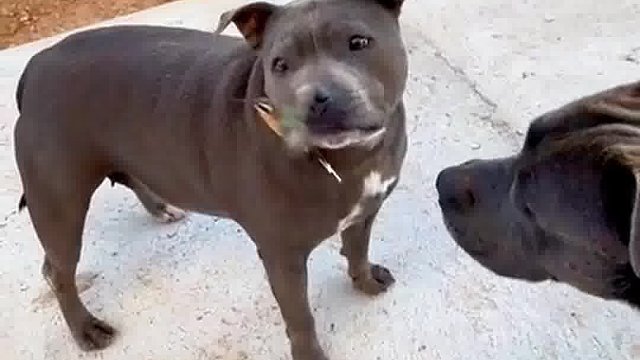 国外网友偶遇一只迷路的蜂鸟