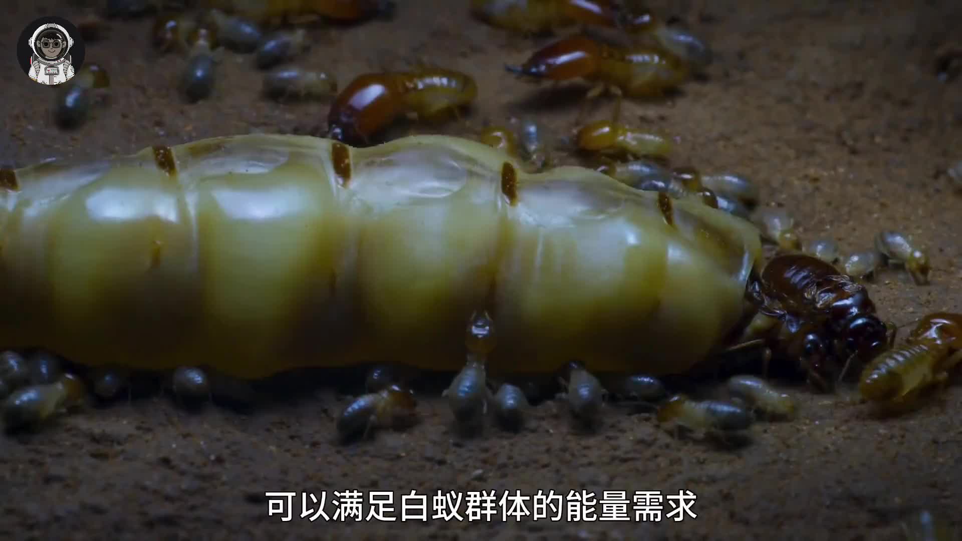 178. 拥有百万子民的蚁后，是如何从辉煌走向衰落的？