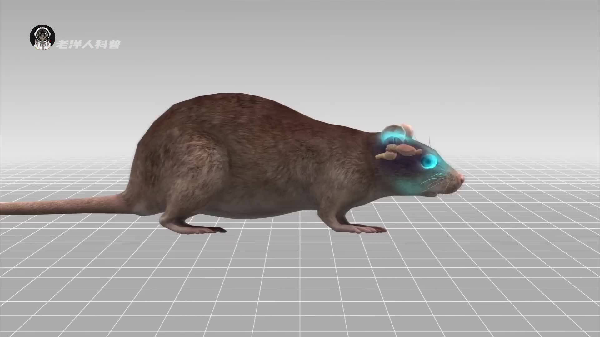 18. 令人匪夷所思的换头术真的会实现吗？