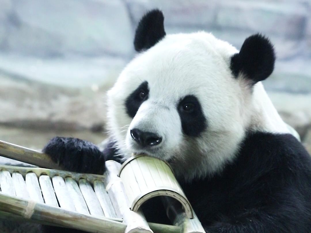 好消息：你们要的熊猫躺椅安排上啦