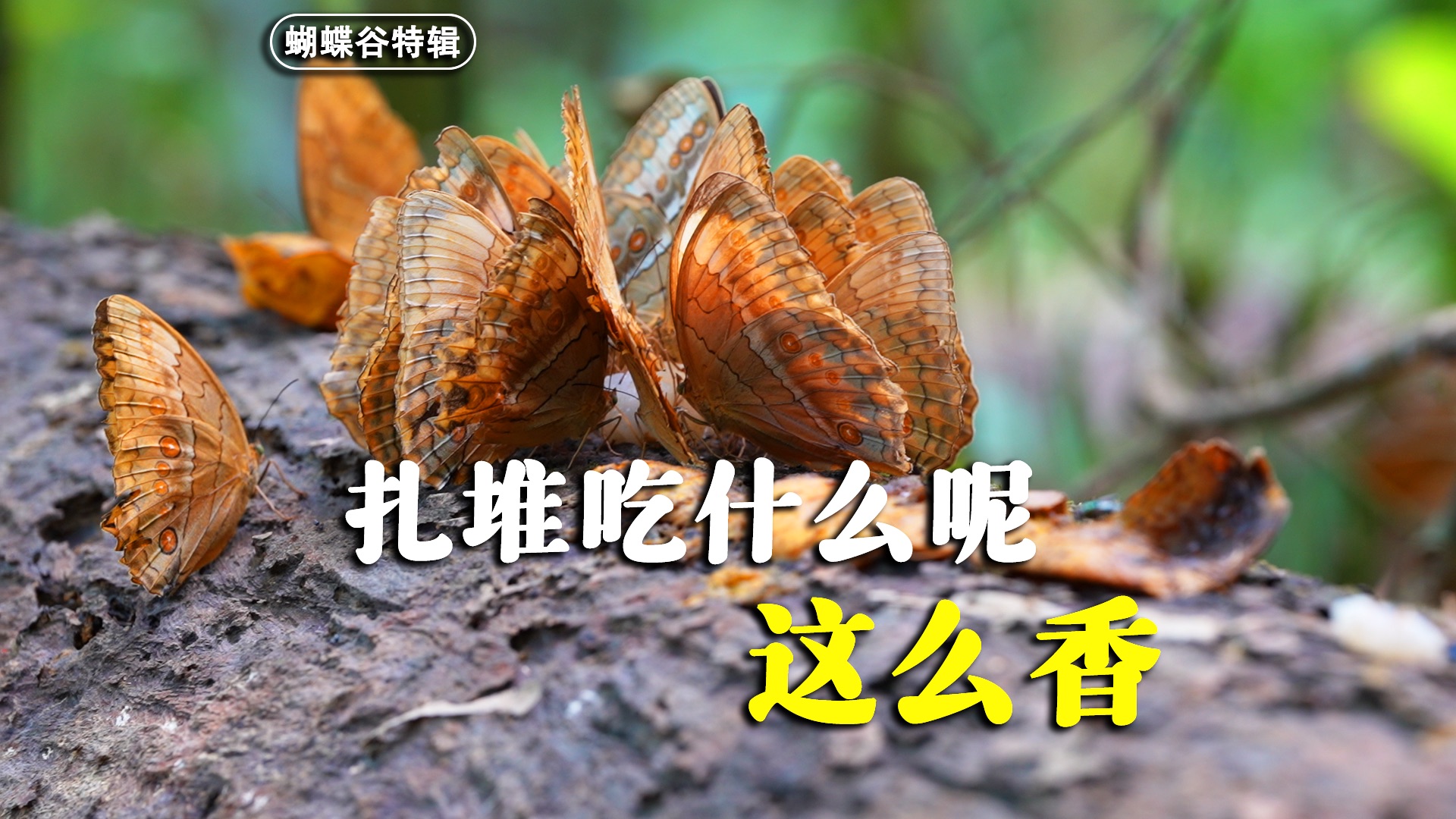 密密麻麻亿只扎堆的蝴蝶你怕吗？聚众真相大揭秘！蝴蝶爱好者必入