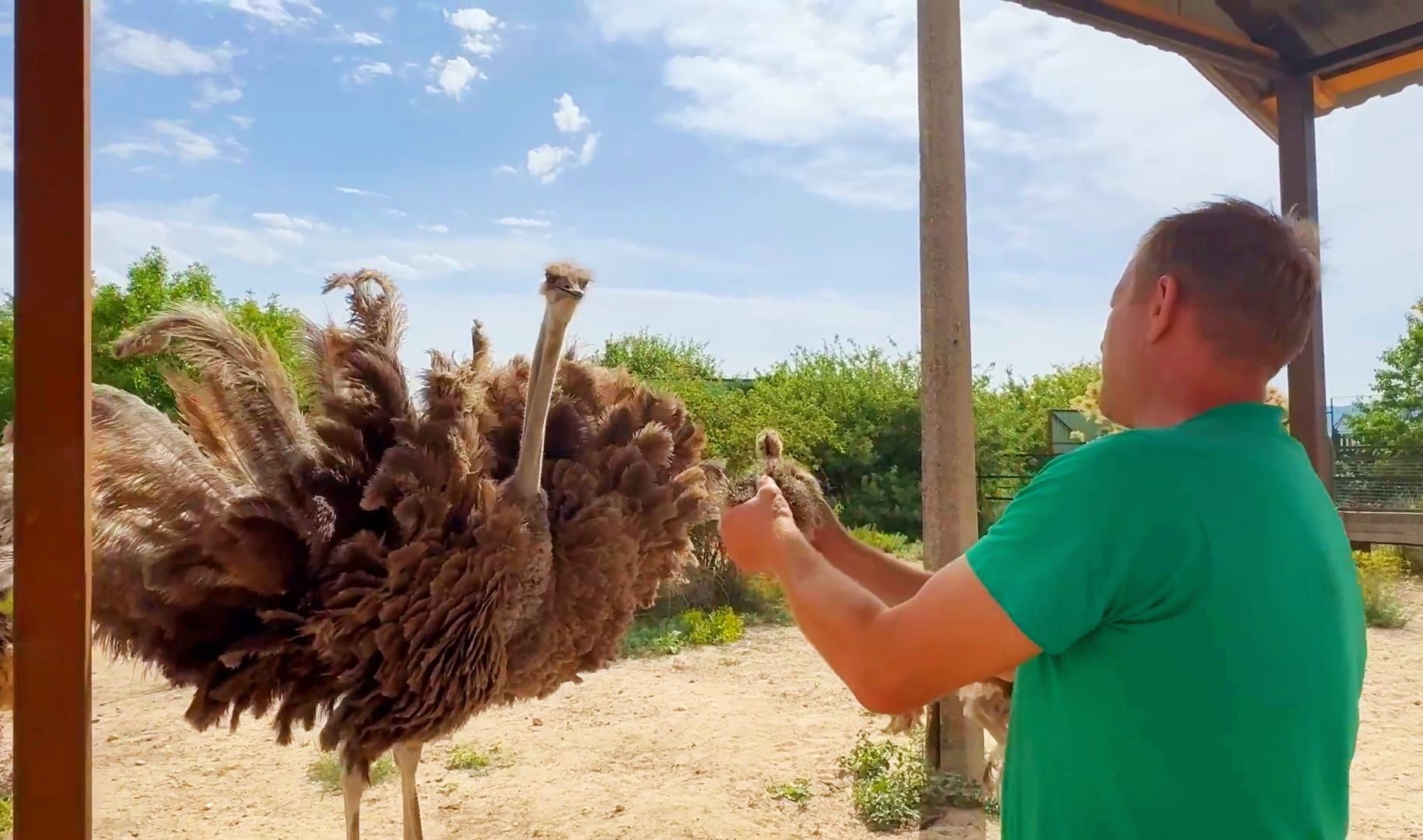 乌拉！第一只小鸵鸟宝宝出生了