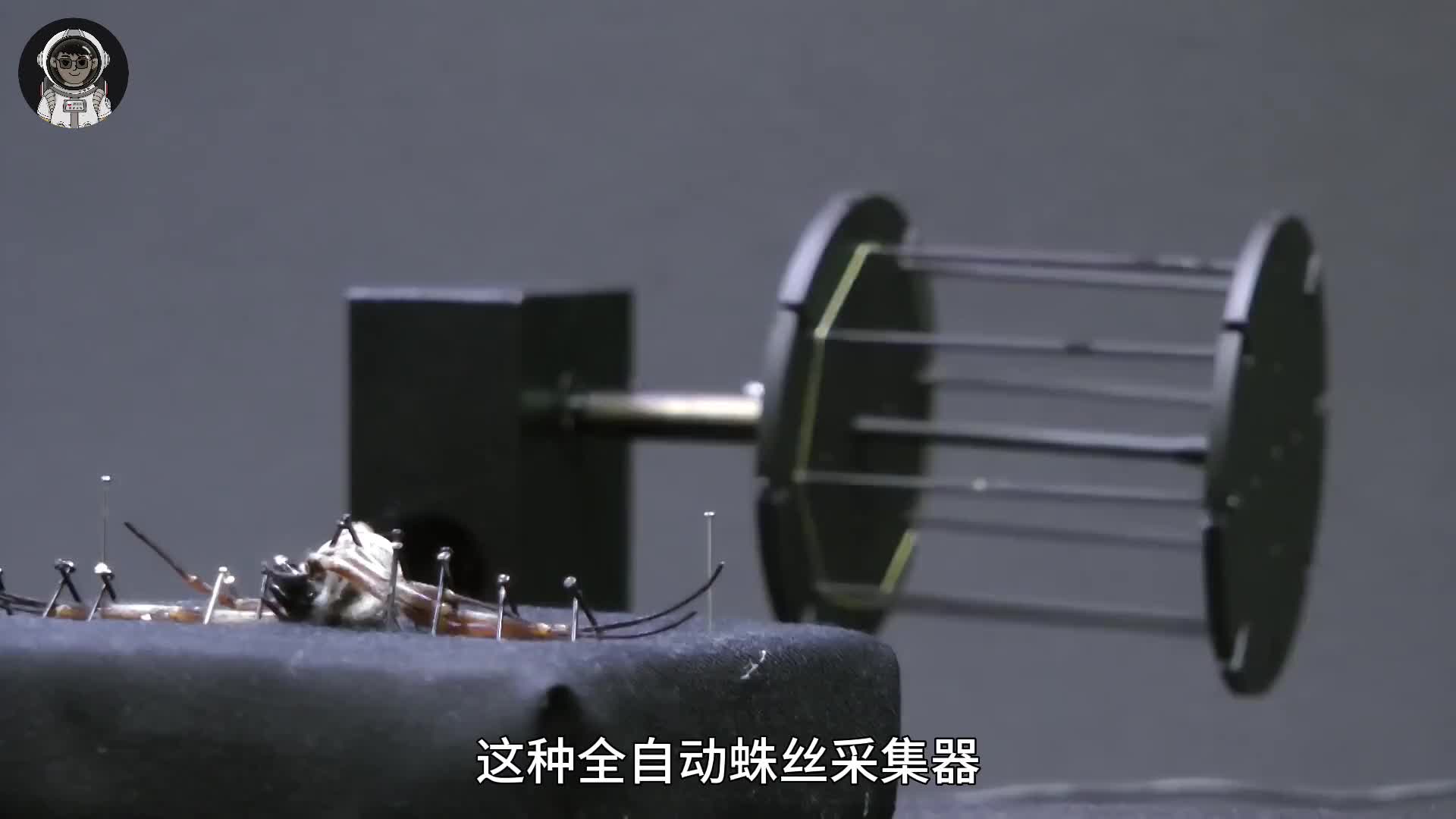 184. 蜘蛛做梦也没想到人类会如此变态，眼神中充满了绝望。