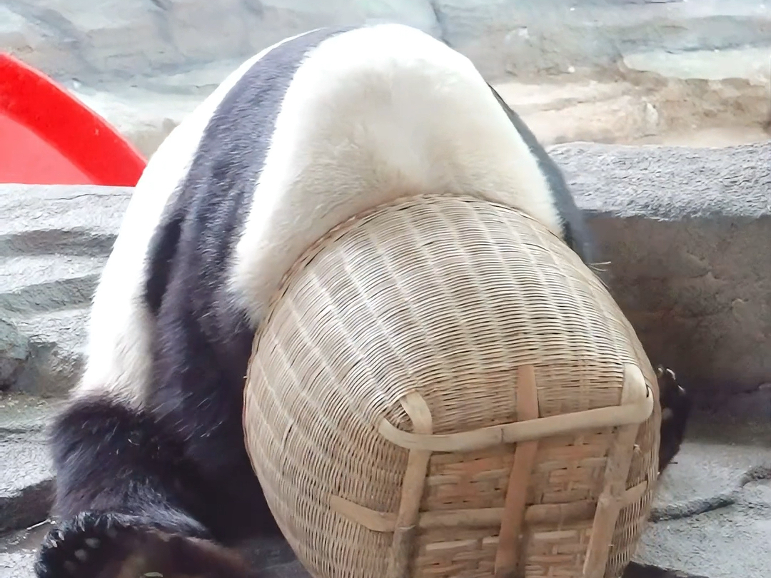 把自己藏在竹筐里面，偷偷眯一小会