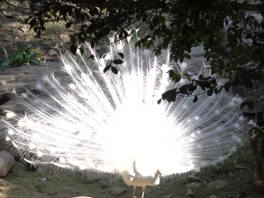 听说看到白孔雀开屏，会带来好运噢~