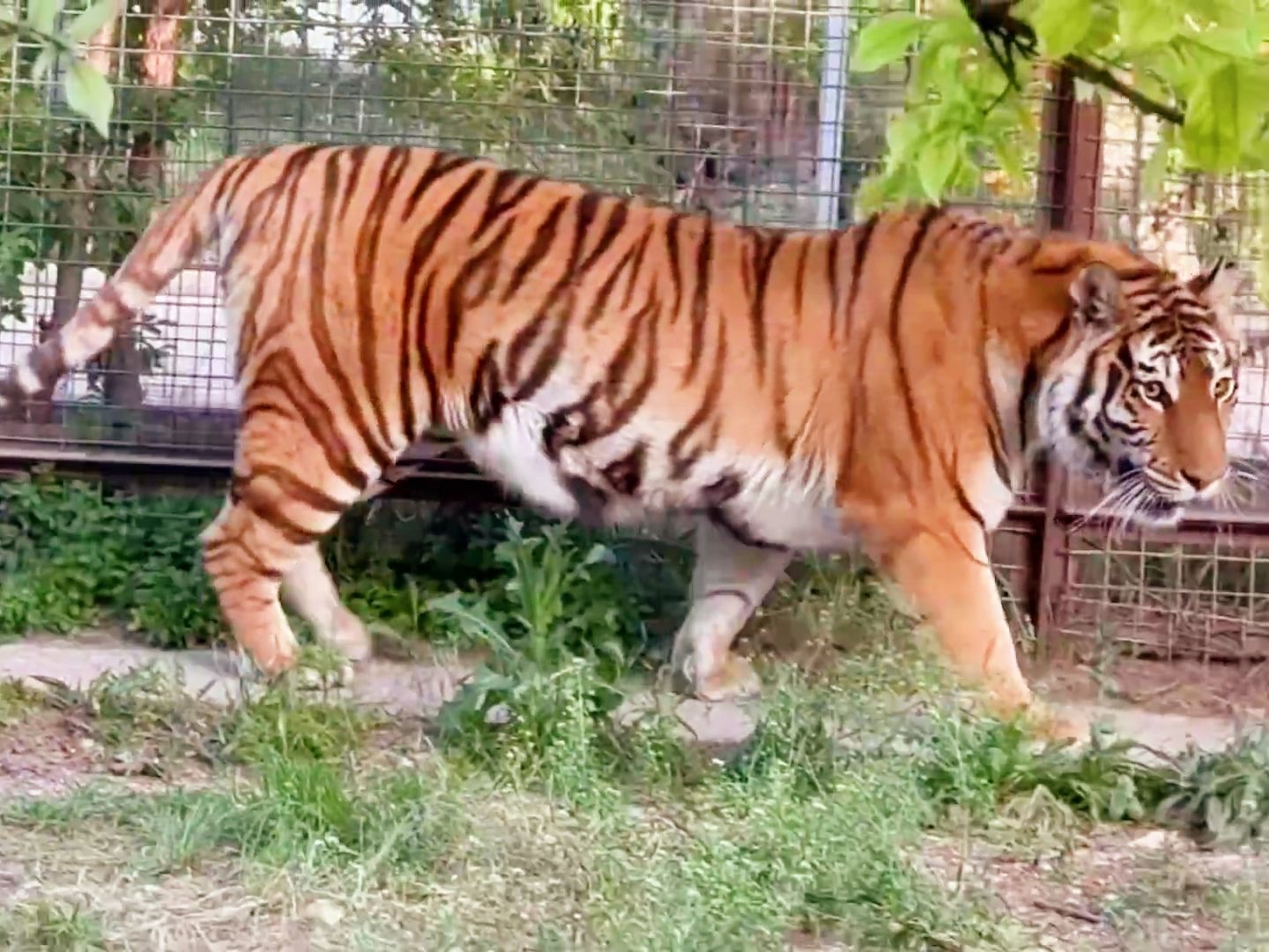 母老虎吃醋谁敢惹，雄虎：已老实