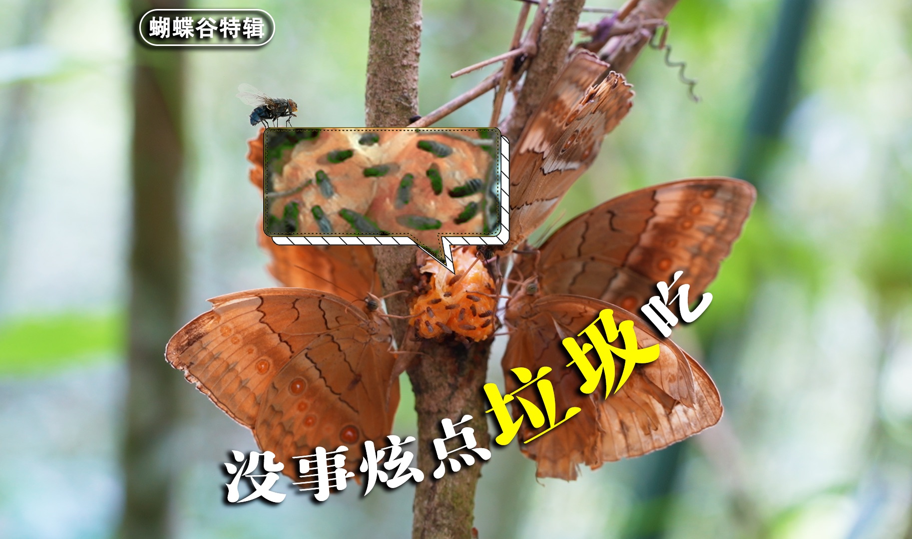 吃垃圾食品，干伟大使命！小蝶蝶的多样蝶生！