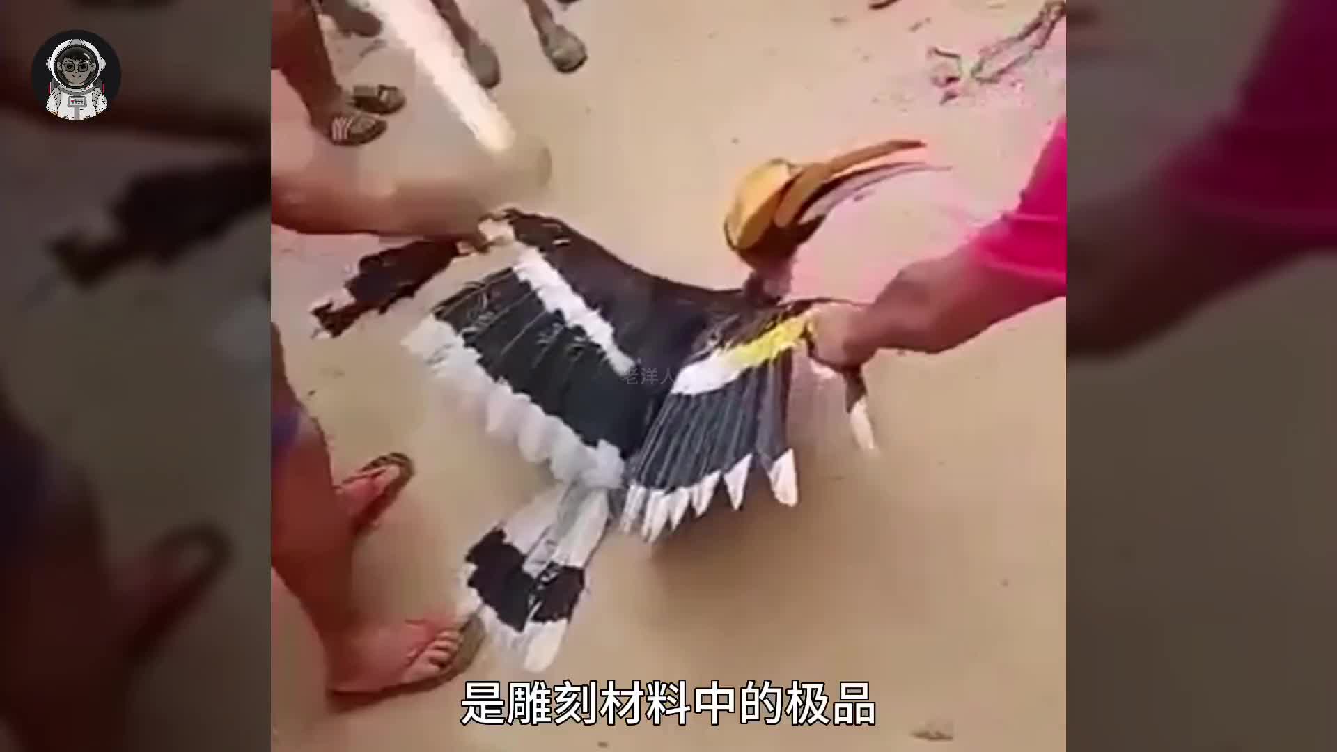 207. 盔犀鸟惨遭灭顶之灾，沦为价值连城的血腥文玩。