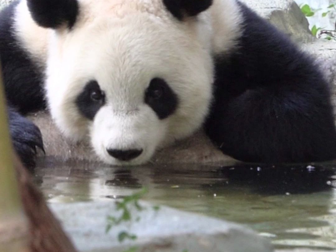 原来熊猫是这样喝水的，也太可爱啦~