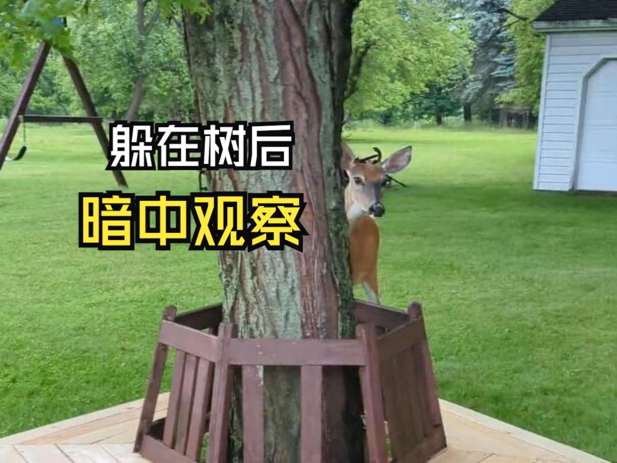 那些好玩的动物视频！