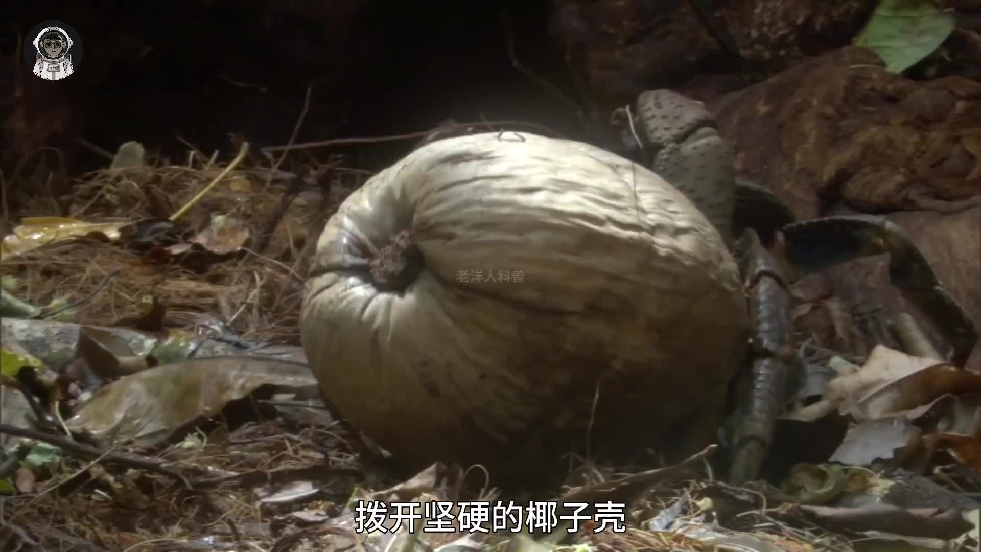 215. 盘点世界上最大的五种螃蟹，第一名光听名字就让人不寒而栗。