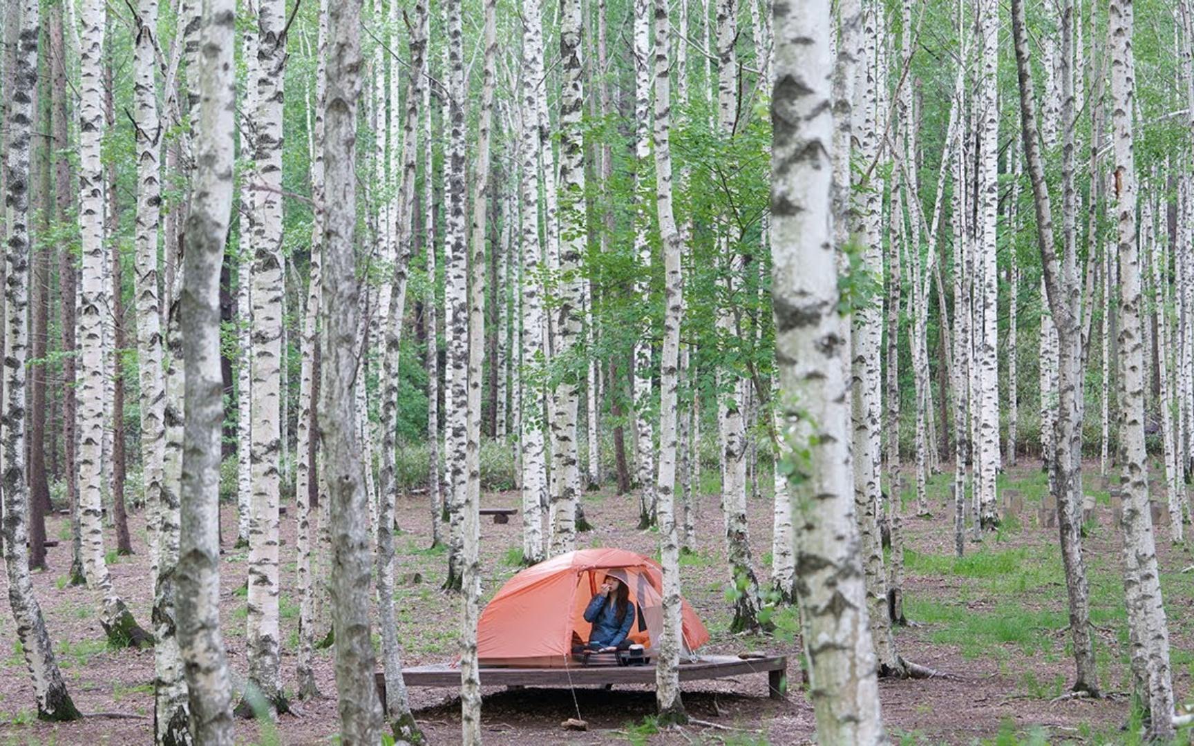 两年前的冬天，出发前往记忆中的白桦林吧！沉浸式露营. 解压助眠