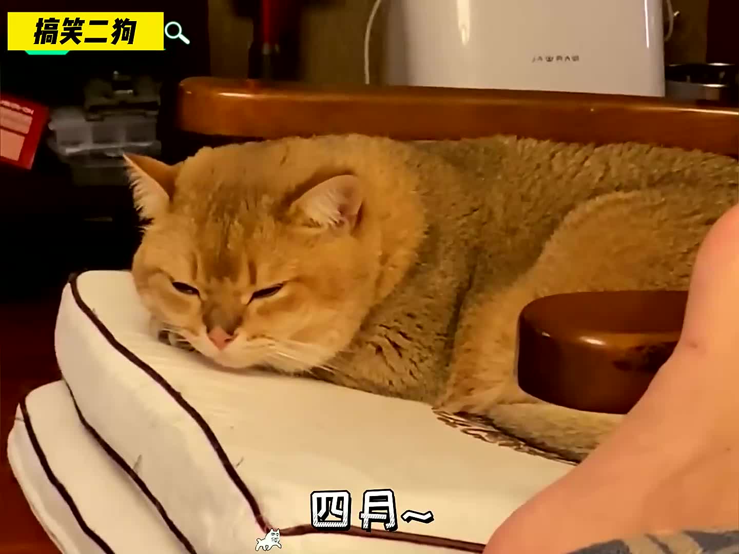 45. 小猫咪也讨厌别人说它坏话，下次不要当它面说它坏话了！