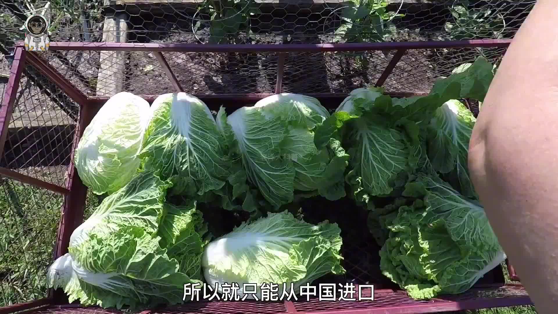 219. 你知道我国都有哪些烂大街的食物，在老外眼里却是奢侈品吗？(下)