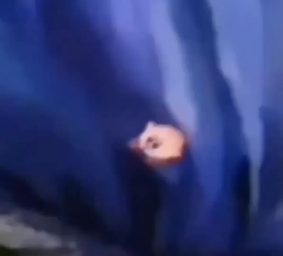 375_发现一个超好玩搞笑的地图