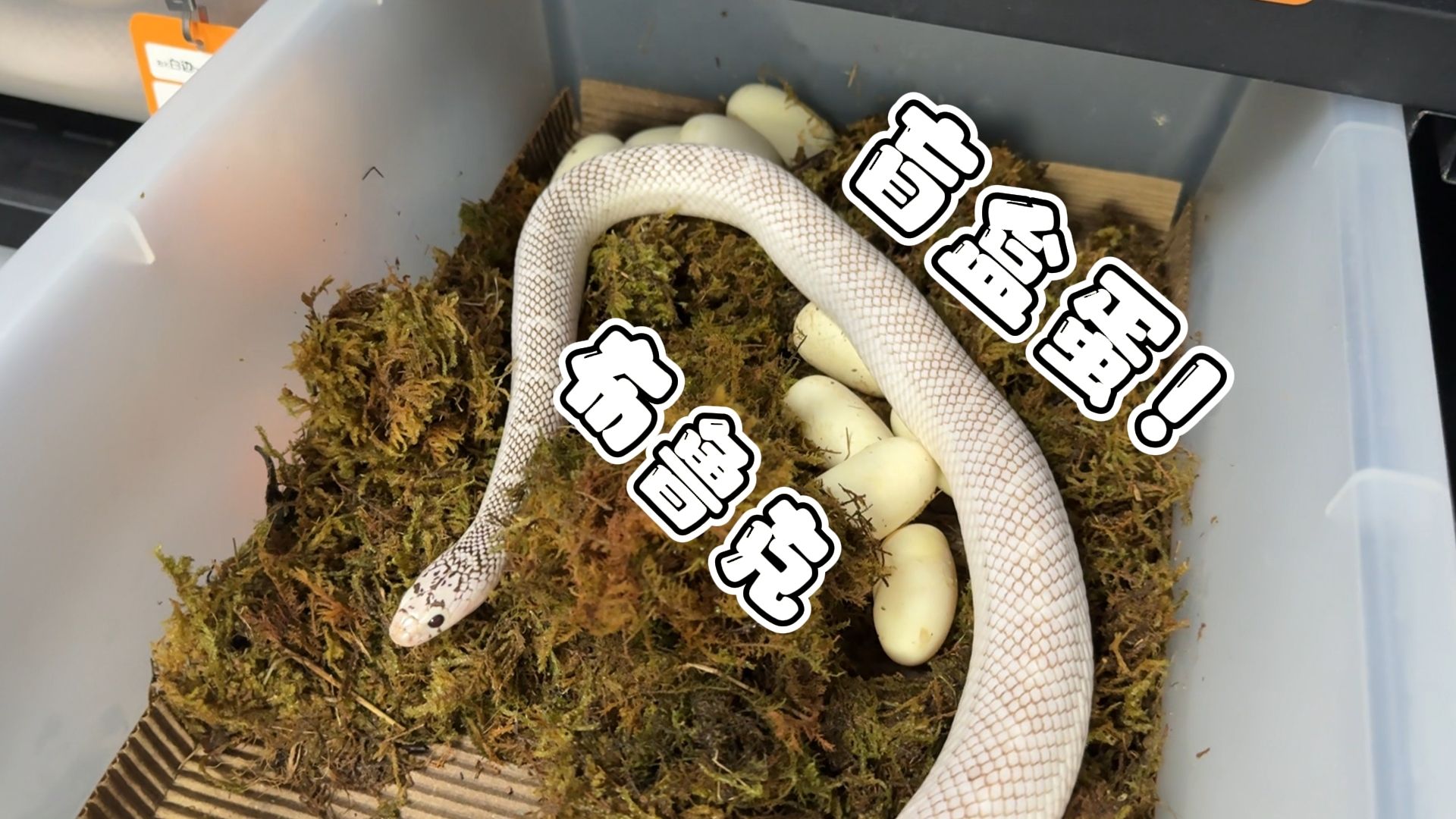 布鲁克盲盒蛋出生！据说有概率出壳五位数一对的宠物蛇！