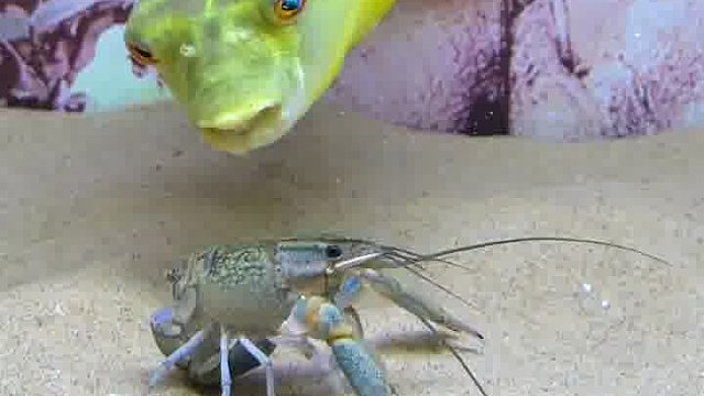 连鱼都知道先打断他的脊梁骨