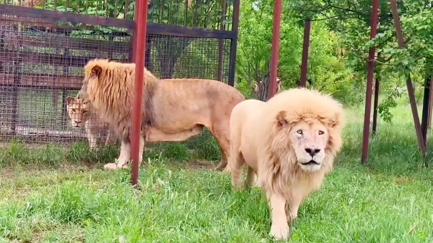 白狮“奇魄”：狮王不吃的肉，我吃我吃！