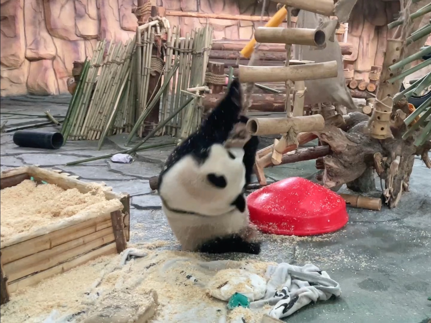 裹完花生碎后还要拆家，忙得不得了